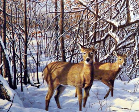 Deer+In+Winter+-+Winter+Wallpaper+ID+2312887+-+Desktop+Nexus+Nature Deer Artwork, Image Halloween, Deer Pictures, Christmas Artwork, Wolf Spirit Animal, Image Chat, Merry Christmas Images, Image Nature, Deer Art