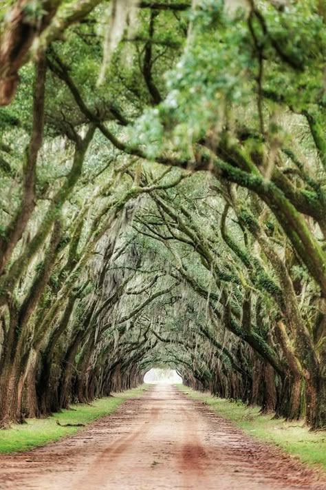 Baton Rouge and New Orleans,Louisiana. Louisiana Aesthetic, Louisiana Artwork, New Orleans Bayou, Jacaranda Tree, Baton Rouge Louisiana, Dark Books, New Orleans Louisiana, Life Is A Journey, Gorgeous View