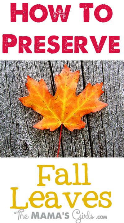 How to Preserve Fall Leaves.  These will be perfect for my Thanksgiving table! Preserve Fall Leaves, Astuces Diy, Autumn Crafts, Fall Projects, Fall Leaf, Thanksgiving Crafts, Fall Holidays, Fall Diy, Nature Crafts