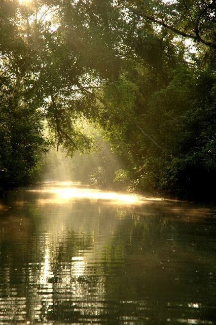 Sundarbans in Bangladesh | Stunning Places #Places Bangladesh Travel, Bay Of Bengal, Mangrove Forest, Beautiful Forest, Lonely Planet, Unesco World Heritage Site, Asia Travel, Heritage Site, World Heritage Sites