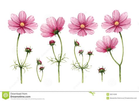 Cosmos Tattoo, Flower Outline, Cosmos Flowers, Garden Drawing, Watercolor Illustrations, Flower Illustration, Flower Images, Botanical Illustration, Flower Tattoos