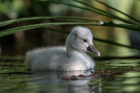 Baby Animal Wallpaper, Swan Wallpaper, Baby Chick, Ugly Duckling, Baby Bird, Baby Chicks, Yellow Aesthetic, Pretty Photos, Book Projects