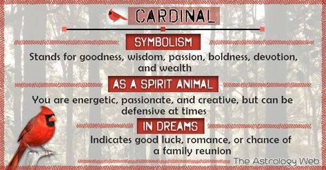 Cardinal Bird Meaning and Symbolism | The Astrology Web Cardinal Spirit Animal Meaning, Spiritual Meaning Of Cardinals, Cardinal Meaning Quote, Cardinal Feather Meaning, Cardinal Meaning Spiritual, Bird Meanings, Cardinals Birds Meaning, Cardinal Birds Meaning, Cardinal Meaning