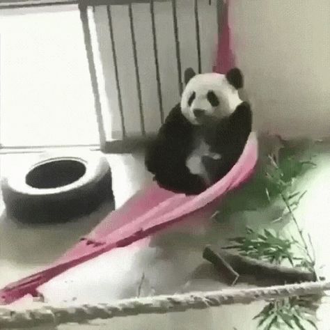 Panda Gif, Panda Express, Panda Funny, Panda Love, Orange Chicken, Baby Panda, Cute Animal Videos, Cute Panda, Cute Little Animals