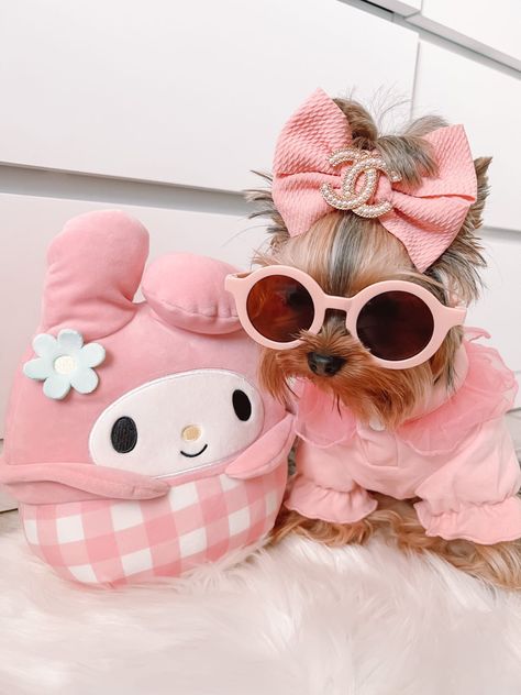 Preppy Dog Outfits, Pink Puppy Aesthetic, Shitzu Dogs, Preppy Dog, Teacup Yorkie Puppy, Puppy Photography, Spoiled Dogs, Designer Dogs, Cute Dog Clothes