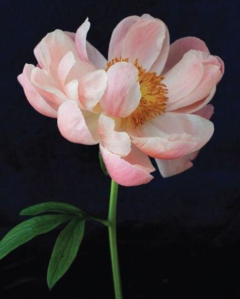 The perennially popular peony is a timeless symbol of good fortune, prosperity, and romance. Each notecard in this box of twenty features a gorgeous photograph of the beloved bloom, perfect for expressing well-wishes at any occasion. 4.38 x 5.56 inches20 Notecards Peony Bud, Peony Art, Flower Tattoo Designs, Flower Art Painting, Peony Flower, Good Fortune, Blooming Flowers, Flowers Nature, Flower Photos