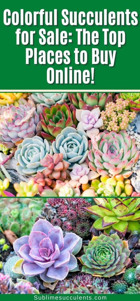 Coloful succulents for sale the top places to buy online pinterest image. Cool Succulents, Mini Succulent Garden, Types Of Succulents Plants, Wholesale Succulents, Succulents For Sale, Purple Succulents, Succulent Seeds, Buy Succulents, Garden Fun