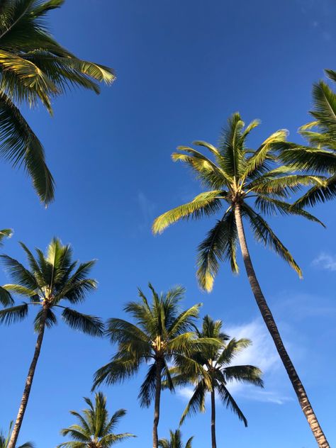 Palm Tree Pics, Palm Tree Pictures, Aesthetic Coconut, Hawaii Summer, Hawaii Pictures, Beachy Aesthetic, Summer Trees, Palm Trees Beach, Letter X