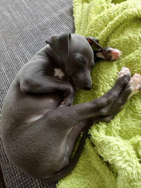 Italian Greyhound Puppies, Greyhound Puppy, Whippet Puppies, Italian Greyhound Dog, Dog Sleeping, Whippet Dog, Grey Hound Dog, Italian Greyhound, Cute Animal Photos