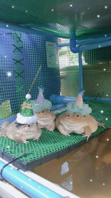 Frogs In Costumes, Frogs In Hats, Frogs With Hats, Animals With Hats, Frog With Hat, Frog With Mushroom Hat, Pet Frogs, Frog Frog, Frog Pictures