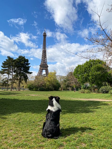 #paris #toureiffel #eiffeltower #travel #travelwithdogs #dog #dogs #australianshepherd #france #blacktri #paristravel #traveling #traveldog #traveldestination #traveltheworld Paris Vlog, Vision Board Images, Life Vision, Life Vision Board, Moving To Paris, Paris Travel, Australian Shepherd, Dog Walking, Eiffel Tower