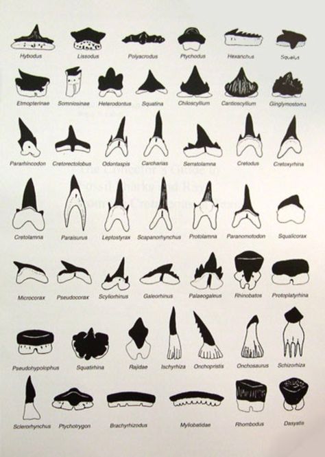 Sharks teeth identification chart. Teeth Types, Fossil Identification, Shark Project, Shark Teeth Crafts, Sharks Teeth, Types Of Sharks, Shark Facts, Tooth Chart, Teeth Art