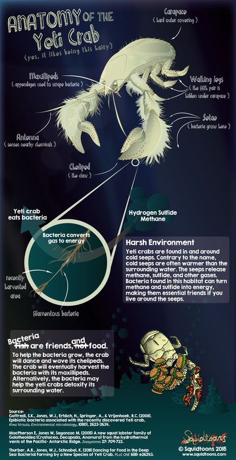 Anatomy of the Yeti Crab (Kiwa hirsuta) Yeti Crab, Save Marine Life, Biology Aesthetic, Oceanography Marine Biology, Ocean Science, Ocean Pollution, Scientific Articles, Deep Sea Creatures, Save Our Oceans