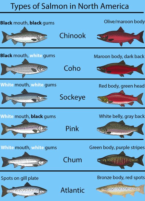 Types of Salmon: The Complete Guide Salmon Species, Chum Salmon, Kokanee Salmon, Fish Chart, Pacific Salmon, Salmon Farming, Salt Water Fishing, Salmon Fish, Salmon Fishing