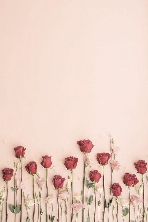 Wallpaper Iphone Aesthetic, Iphone Wallpaper Aesthetic, Wallpaper Iphone Wallpaper, Cute Wallpaper, Iphone Aesthetic, Wallpaper Wallpaper, Wallpaper Aesthetic, Wallpaper Iphone, White Flowers