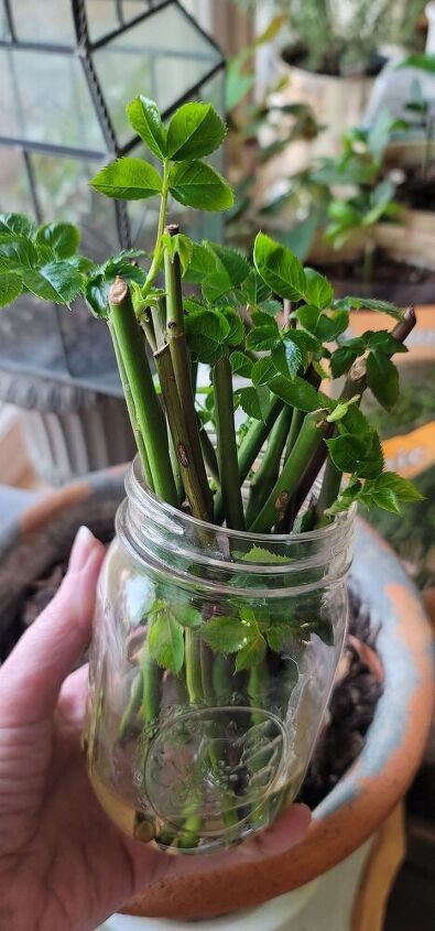 How to Propagate Roses From Cuttings | Hometalk Propogate Roses, Propagate Roses From Cuttings, Roses From Cuttings, Propagate Roses, Propagating Roses, Aging Terra Cotta Pots, Mushroom Compost, Rooting Roses, Rose Cuttings