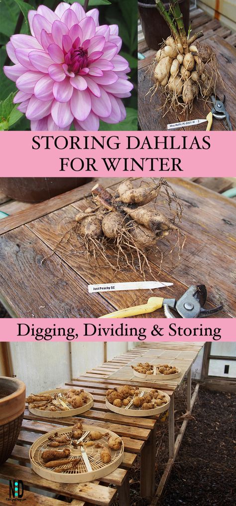 Learn how to dig out dahlia tubers for winter. Divide in fall or spring. How to store and replant in the spring. Dahlia Flower Garden, Dahlia Care, Planting Dahlias, Dahlia Bulbs, Cut Flower Farm, Dahlia Tubers, Dahlias Garden, Growing Dahlias, Fall Bulbs