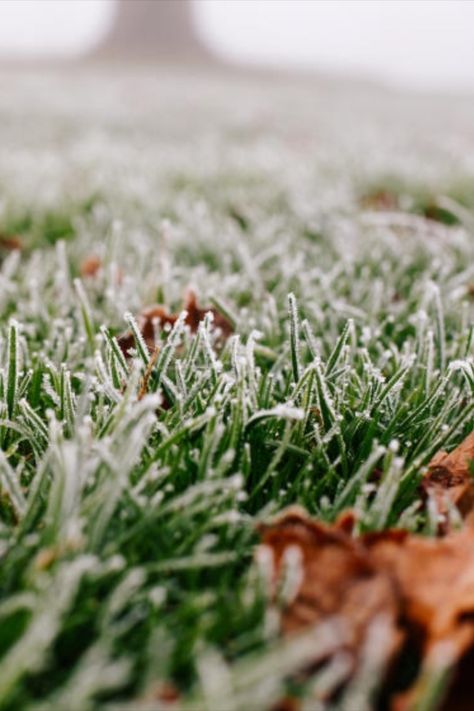 Frosty lawn grass Frocks For Babies, Diy Lawn, Seed Packaging, Baby Frock Pattern, Healthy Lawn, Frock Patterns, Soil Testing, Grass Seed, Patio And Garden