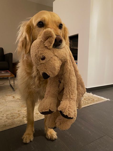 lily the golden 🌟🌞 Big Golden Retriever, Cute Dog Photos, Super Cute Animals, Cute Animal Photos, Animal Planet, Dog Photos, Cute Funny Animals, I Love Dogs