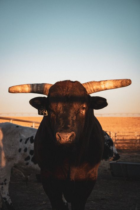 bulls, bucking bulls, western lifestyle Bulls Aesthetic, Bull Wallpaper Aesthetic, Bull Wallpaper, Pbr Bulls, Bullrider Aesthetic, Bull Rider Aesthetic, Bull Rider, Bull Aesthetic, Bull Riding Aesthetic