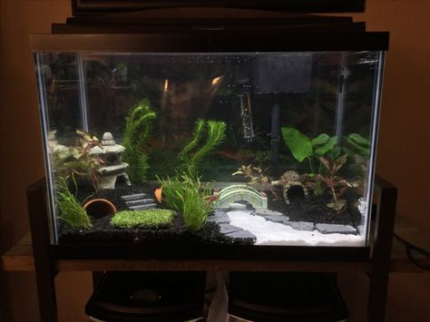 20 Gallon Betta Tank, 10 Gallon Fish Tank Aquascape, 55 Gallon Fish Tank Decor Ideas, Sorority Tank Betta, Ten Gallon Fish Tank Ideas, 20 Gallon Aquascape, 5 Gallon Betta Tank Ideas, 10 Gallon Fish Tank Ideas Decor, 50 Gallon Fish Tank Ideas