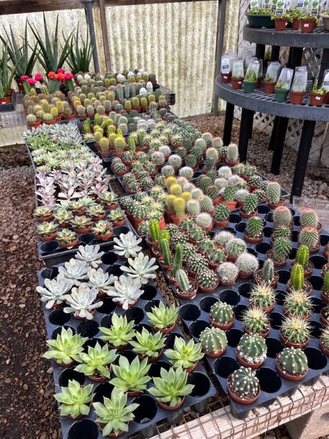 succulents cactus garden nursery Small Plant Nursery Ideas, Small Business Plant Shop, Nursery Greenhouse Ideas, Plant Nursery Aesthetic, Starting A Plant Nursery At Home, Greenhouse Nursery Business, Nursery Plants Greenhouses, Nursery Layout, Garden Center Displays