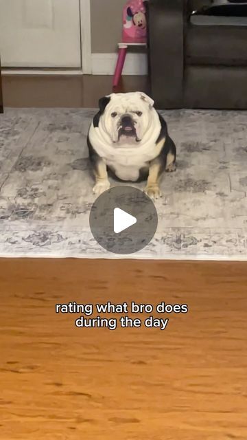 Funny Bulldog Videos, Funny English Bulldog, English Bulldog Funny, Heinz 57, Puppy Time, Bulldog Funny, Cute Bulldogs, Dogs Funny, American Bulldog