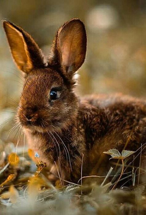 ❤️ Wild Bunny, Brown Rabbit, Wild Rabbit, Love Bunnies, Cute Bunnies, Bunny Lovers, Bunny Rabbits, A Bunny, Woodland Creatures