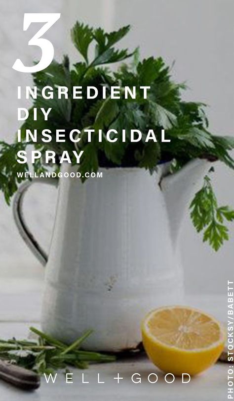 Bug Spray For Indoor Plants, Bug Spray For Plants, Diy Bug Spray, Easy Indoor Plants, Natural Bug Spray, Plant Bugs, Health Tonic, Plant Pests, Wellness Trends