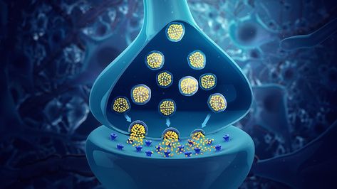 From Wikiwand: Neurotransmitter Alpha And Beta Receptors, Neuron Structure, Adrenal Medulla, Quiz With Answers, Pituitary Gland, Human Nutrition, Musculoskeletal System, Parasympathetic Nervous System, Adrenal Glands