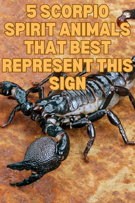 In astrology, every sign, except Virgo and Aquarius, is represented by an animal. Scorpio, very obviously, is represented by a Scorpion. Famous American astrologer, Linda Goodman, in her book, Sun Signs (published in 1968), compares a Scorpio to either a scorpion, eagle or a lizard. In the following article, you will learn all about the different Scorpio spirit animals and what they represent!
#Scorpio #Astrology #SpiritAnimal Scorpion Spirit Animal, Scorpio Spirit Animal, Scorpion Horoscope, Linda Goodman, Scorpion Sign, Famous Scorpios, Scorpio Sun Sign, Scorpio Astrology, Sun Signs