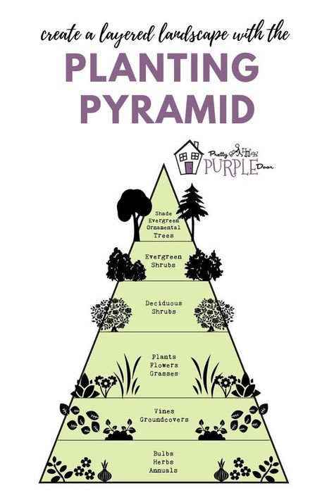 Ornamental Evergreen Trees, Garden Pyramid, Perennial Garden Plans, Purple Door, Planting Shrubs, Landscape Design Plans, Garden Design Plans, Ornamental Trees, Landscape Plans