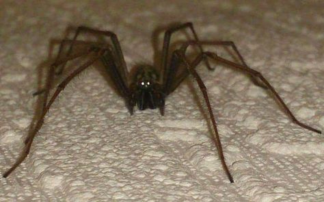 Giant House Spider, Spiders In Australia, Giant House, House Spider, Giant Spider, Australian Flora, Big House, Creepy Crawlies, Arthropods