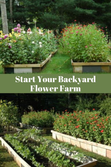 If you’ve been toying with the idea of making room for cut flowers on your homestead, now is a great time to get your space planning done and decide how many different varieties of flowers you’ll grow next season. https://homestead.motherearthnews.com/starting-backyard-flower-farm/?utm_source=pinterest&utm_medium=feed&utm_campaign=hh Flower Farm Plan, Cut Flower Raised Garden Bed, Flower Farming Layout, Cut Flower Raised Bed, Raised Bed Cut Flower Garden, Raised Cut Flower Beds, Backyard Flower Farm, Cut Garden Layout, U Pick Flower Farm