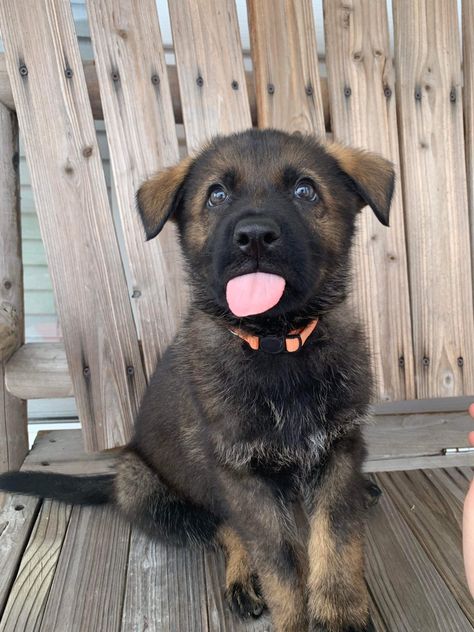 #purebred #workingline #germanshepherd #sable #puppy Sable German Shepherd Puppies, Sable German Shepherd, German Shepherd Pictures, Gsd Puppy, Gsd Puppies, Adorable Puppies, Different Dogs, Shepherd Puppies, German Shepherd Puppies