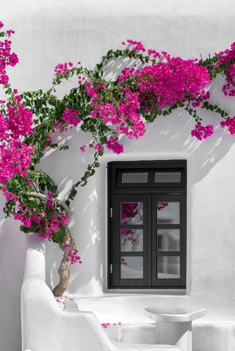 Explore Mustang Joe's photos on Flickr. Mustang Joe has uploaded 1625 photos to Flickr. Mykonos Greece, Vacation Resorts, Bougainvillea, Popular Wedding, Mykonos, Front Yard, Pink Flowers, Planting Flowers, Beautiful Flowers