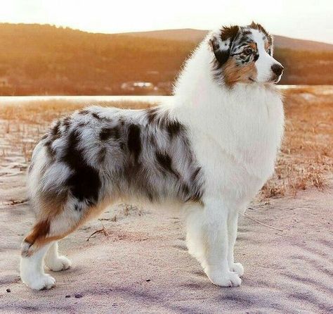 Caine Husky, Australian Shepherd Blue Merle, Shepherd Dog Breeds, Aussie Puppies, Collie Puppies, Aussie Dogs, Australian Shepherd Dogs, Pretty Dogs, Blue Merle