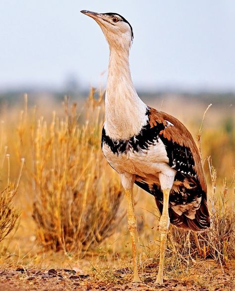 The great Indian bustard or Indian bustard is a bustard found on the Indian subcontinent. A large bird with a horizontal body and long bare legs, giving it an ostrich like appearance, this bird is among the heaviest of the flying birds. Great Indian Bustard, Bird Identification, Wild Creatures, Rare Birds, Endangered Animals, All Birds, Reptiles And Amphibians, Amazing Art Painting, India Art