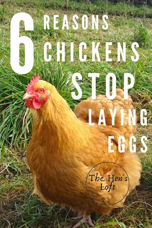 Laying Chickens Tips, How To Get Chickens To Lay Eggs, Why Aren’t My Chickens Laying Eggs, What To Feed Chickens, Molting Chickens, Chicken Tips, Best Laying Chickens, Chicken Facts, Chicken Raising