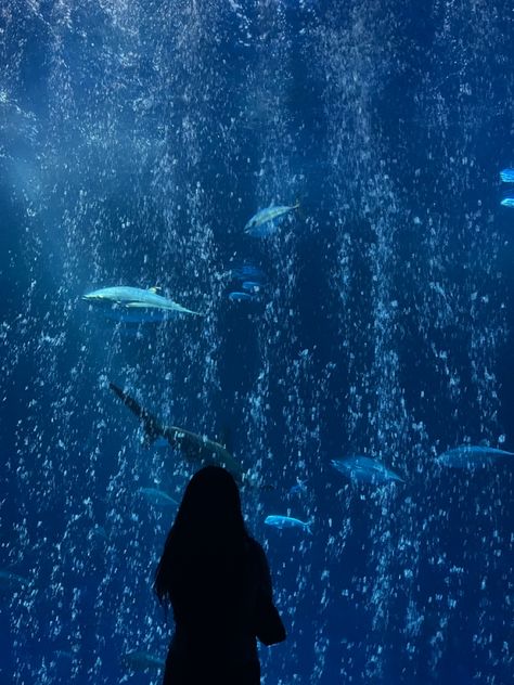 Blue Aquarium Aesthetic, Aquarium Aesthetic Wallpaper, Dark Aquarium, Monterey Aquarium, Baltimore Aquarium, Cool Sea Creatures, Aquarium Aesthetic, Aquarium Pictures, Scene Icon