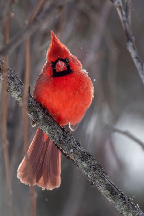 Cardinal Pictures, Cardinal Birds Art, What Is A Bird, Northern Cardinal, Rare Species, Most Beautiful Birds, Winter Images, Cardinal Birds, Bird Pictures