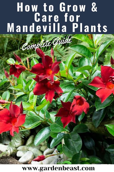 Mandevilla Vine Ideas Pots, Dipladenia Planter Ideas, Mandevilla Planter Ideas, Mandeville Vine, Mandevilla Plants, Mandeville Plant, Natural Spider Repellent, Mandevilla Plant, Mandevilla Vine