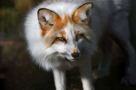 Marble Fox Photography, Fox Therian Mask, Fox Breeds, Fox Colors, Fox Photography, Fox Images, Cute Foxes, Foxes Photography, Fox Pictures