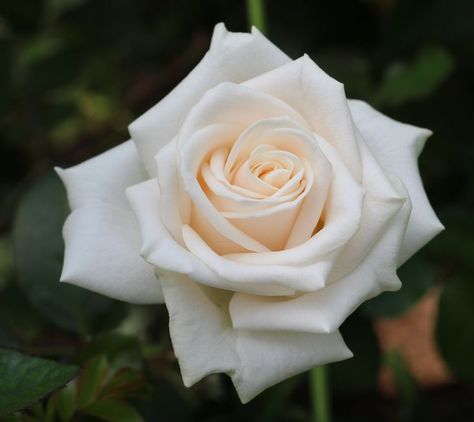 Cream Wedding Flowers, Champagne Rose, Bridal Bouquet Fall, Types Of Roses, Cream Wedding, Dark Flowers, Wedding Flower Inspiration, Flower Names, Beach Theme Wedding