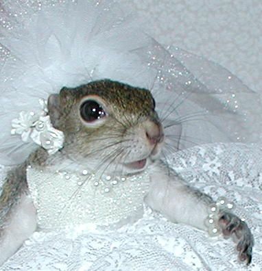 Sugar Bush's Wedding Portrait Squirrel Wedding, Funny Squirrel Pictures, Bush Wedding, Squirrel Feeder, Squirrel Pictures, Squirrel Funny, Animal Antics, Pet Costumes, Chipmunks