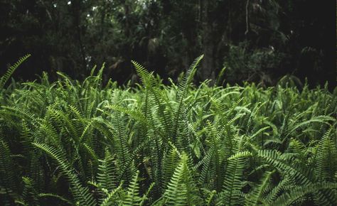 National Parks, Forests and Trails Tours - An Inside Look at the Pacific Northwest — Cheryls Northwest Tours LLC Fern Seeds, Fern Images, Christmas Fern, Panorama Photography, Fern Flower, Mt Rainier National Park, Boston Fern, Fern Plant, Vascular Plant