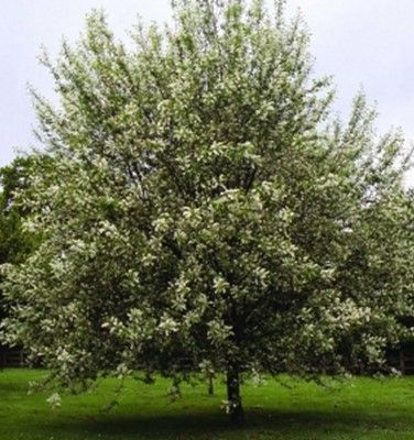 Hillier Trees | Prunus padus ‘Watereri’ | Bird Cherry Prunus Padus, Sakura House, Id Photo, May Day, Garden Quotes, Online Form, Chelsea Flower, Chelsea Flower Show, Fragrant Flowers