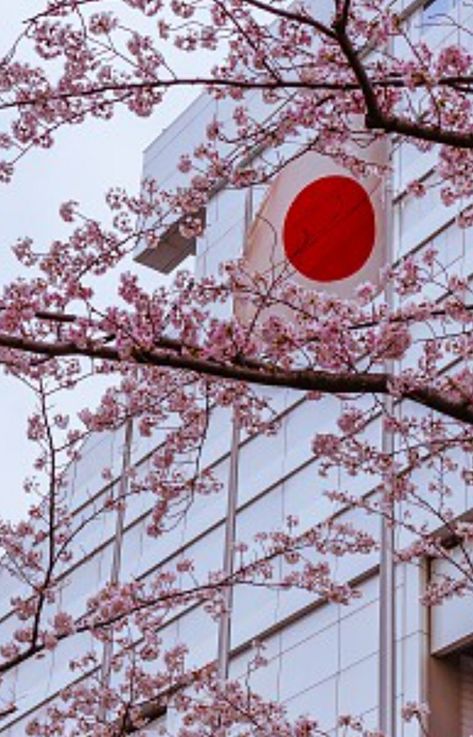 Japan flag with cherry blossoms Flag Aesthetic, Japanese Flag, Japan Flag, Cherry Blossoms, Cherry Blossom, Blossom, Cherry, Flag, Japan