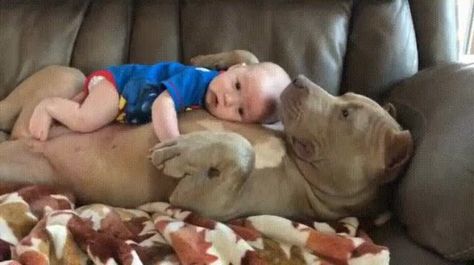 Click to see the pic and write a comment... Best Dogs For Kids, Nanny Dog, Dangerous Dogs, Baby Nap, Dogs And Kids, Pit Bulls, American Bully, Pitbull Dog, Dog Behavior