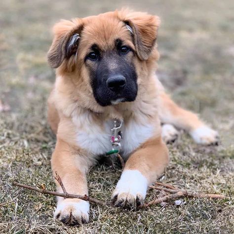 Anatolian Pyrenees, German Shepherd Mix Puppies, Shepherd Mix Puppies, Pyrenees Puppies, Great Pyrenees Puppy, Puppy Mix, Livestock Guardian Dog, Livestock Guardian, Shepherd Mix Dog